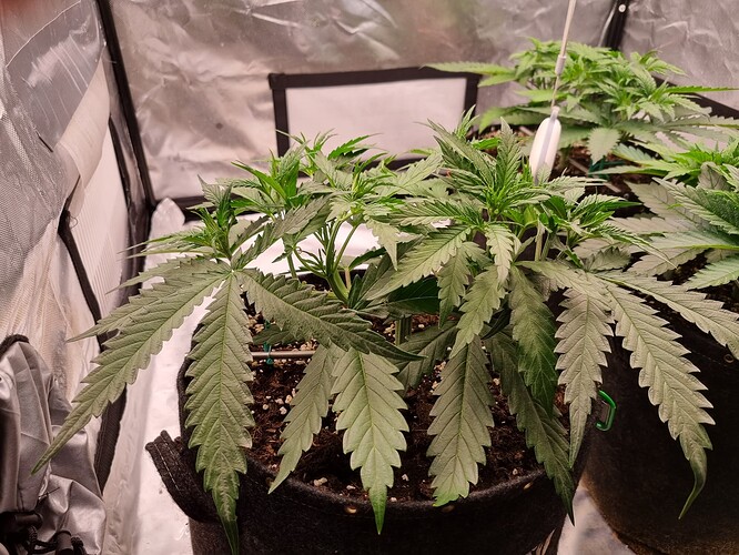 Growreport Bild 56