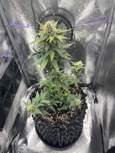 Growreport Bild 5
