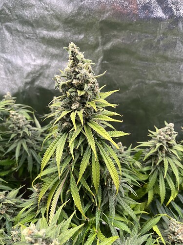 Growreport Bild 5