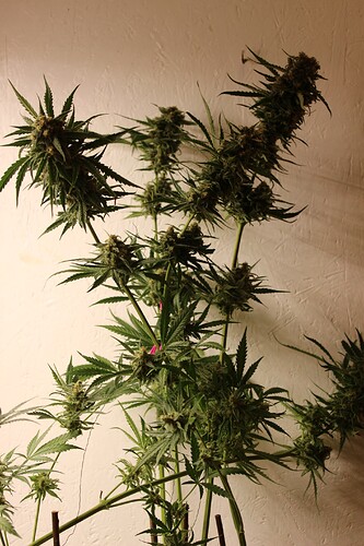 Growreport Bild 4