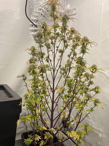 Growreport Bild 6