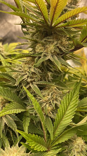 Growreport Bild 4