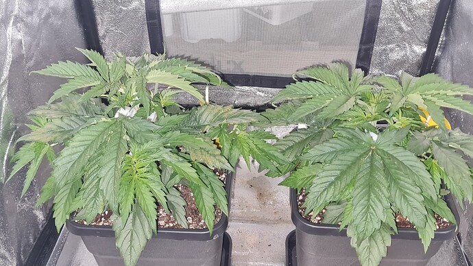 Growreport Bild 5