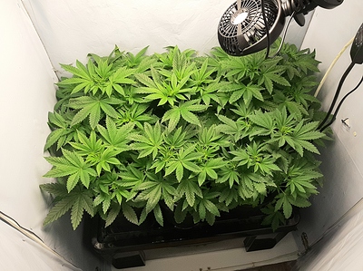 Growreport Bild 1