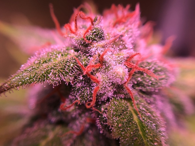 Growreport Bild 1