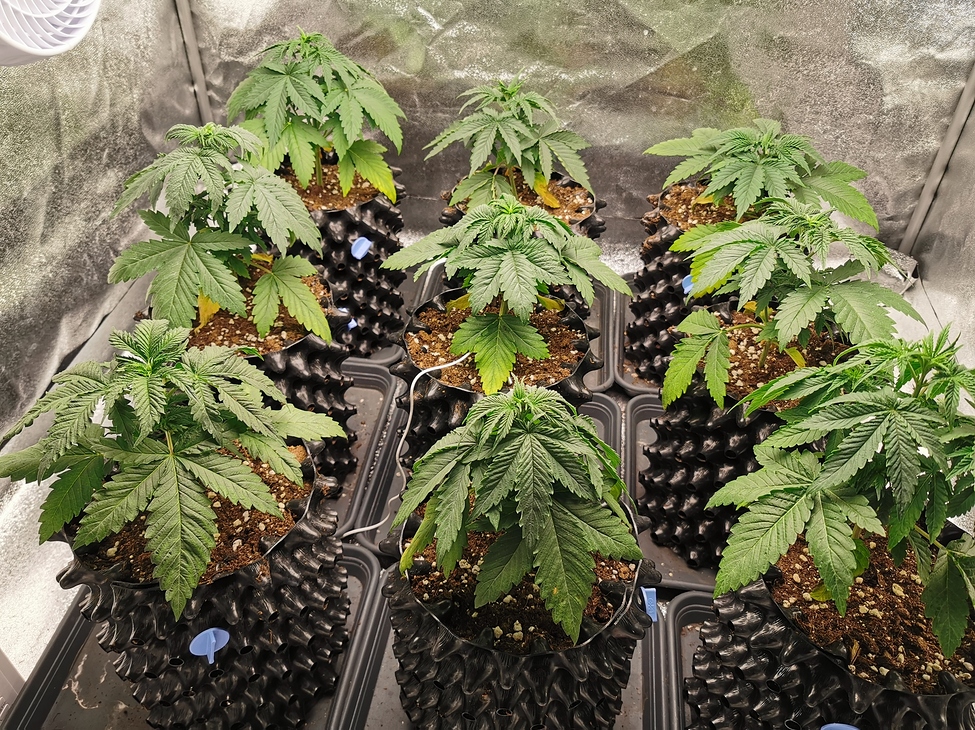 Phosphormangel? - Grow-Probleme - Forum | Cannabisanbauen.net