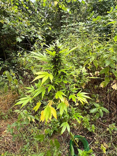 Growreport Bild 1