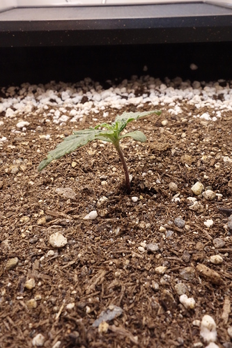 Growreport Bild 2