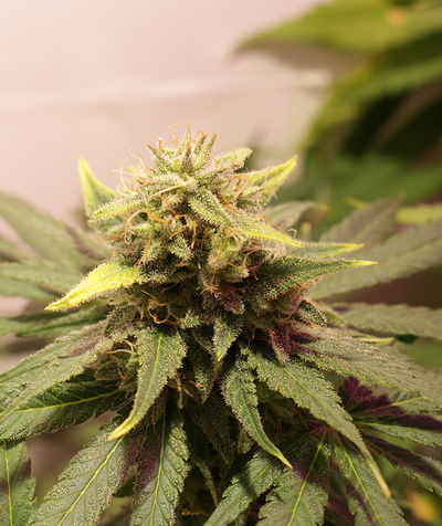 Growreport Bild 2