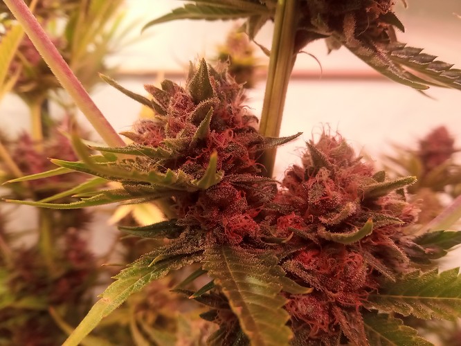 Growreport Bild 64