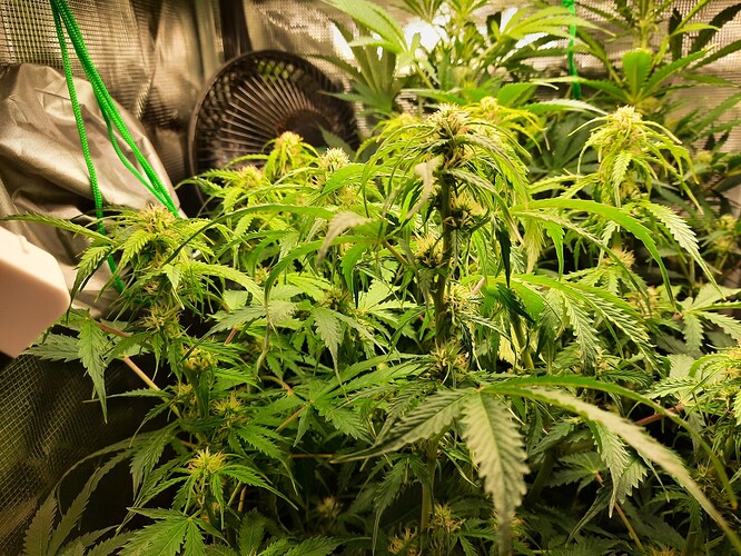 Growreport Bild 2