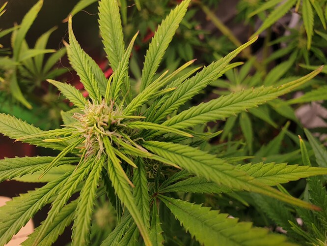 Growreport Bild 2