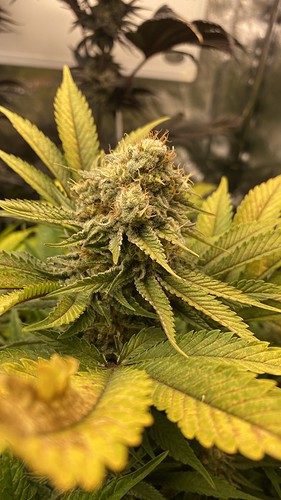 Growreport Bild 1