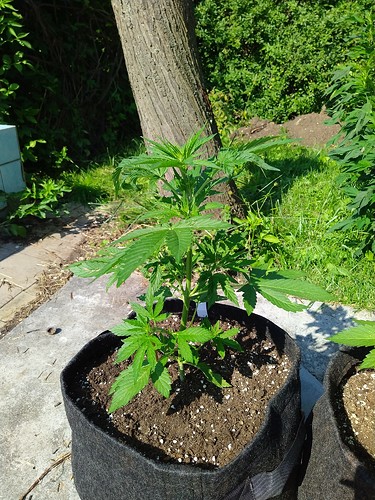 Growreport Bild 8