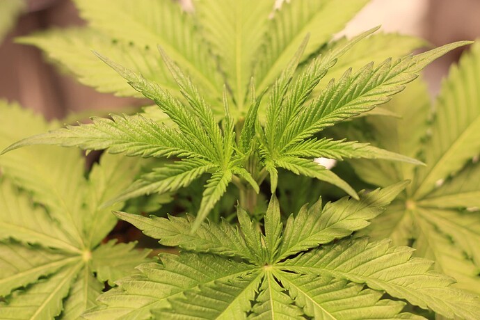 Growreport Bild 4