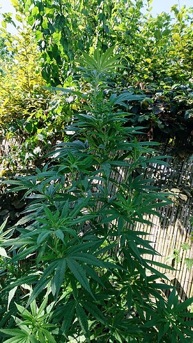 obscura1660212038837