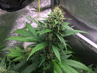 Growreport Bild 2