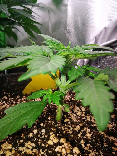 Growreport Bild 187