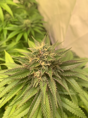 Growreport Bild 3
