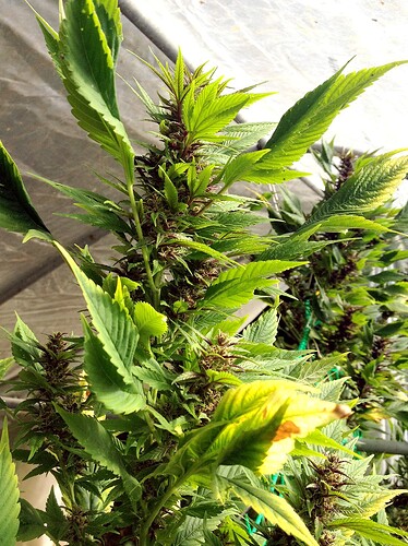 Growreport Bild 10