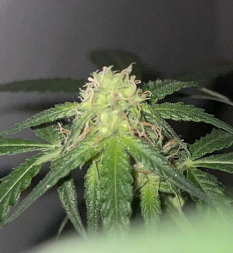 Growreport Bild 26
