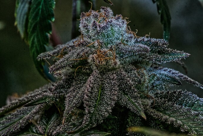 Growreport Bild 35
