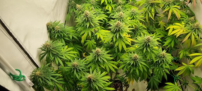 Growreport Bild 2