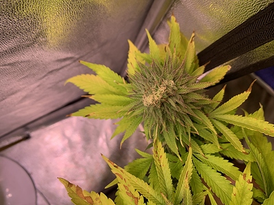 Growreport Bild 6