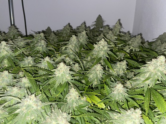 Growreport Bild 7
