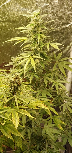 Growreport Bild 4