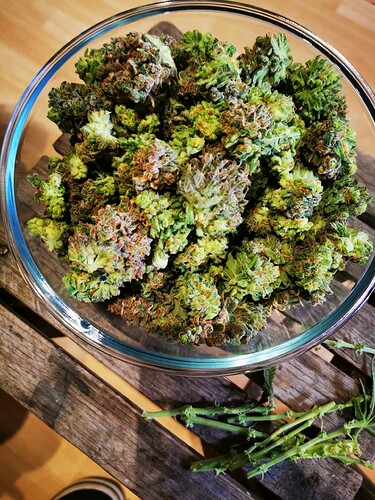 Growreport Bild 1