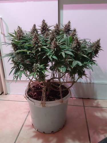 Growreport Bild 1
