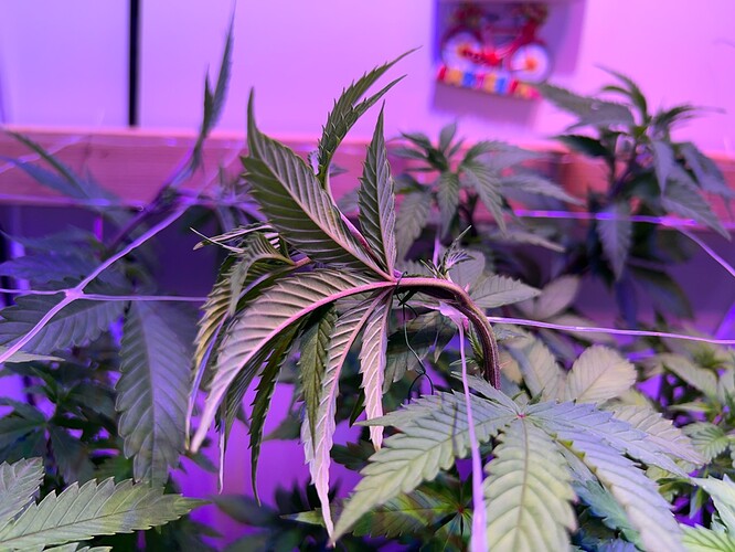 Growreport Bild 6