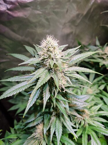 Growreport Bild 16