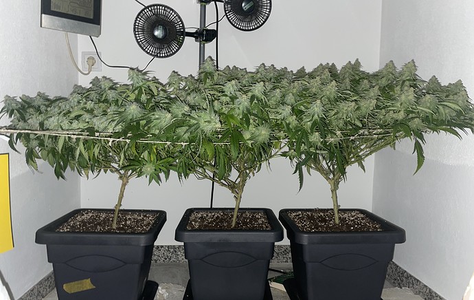 Growreport Bild 1