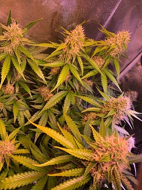 Growreport Bild 7