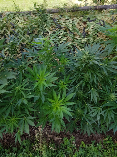 Growreport Bild 3