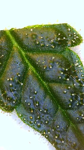 Growreport Bild 20