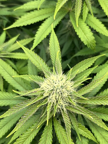 Growreport Bild 8