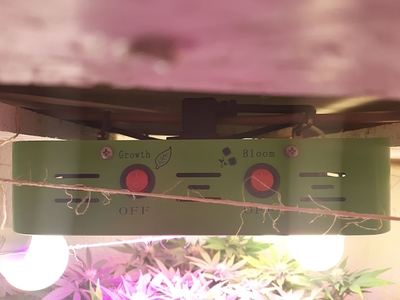 Growreport Bild 13