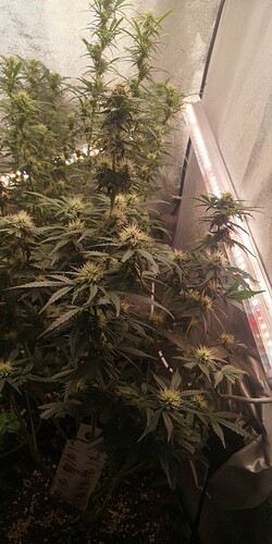 IMG_20240116_141846