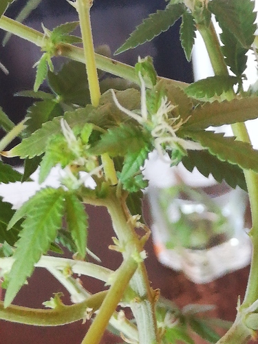 Growreport Bild 6
