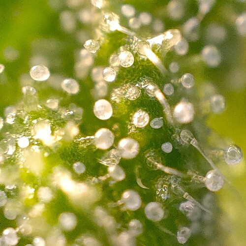 Growreport Bild 1