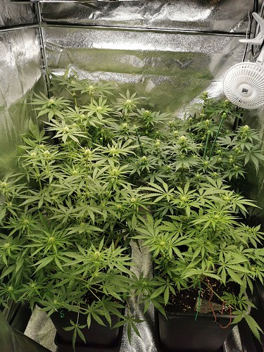 Growreport Bild 6
