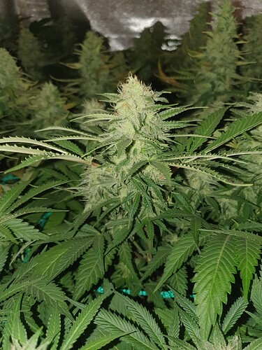 Growreport Bild 9