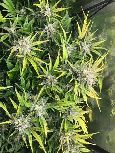 Growreport Bild 3