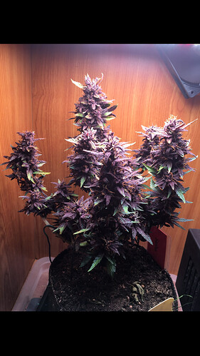 Growreport Bild 7