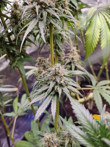 Growreport Bild 32