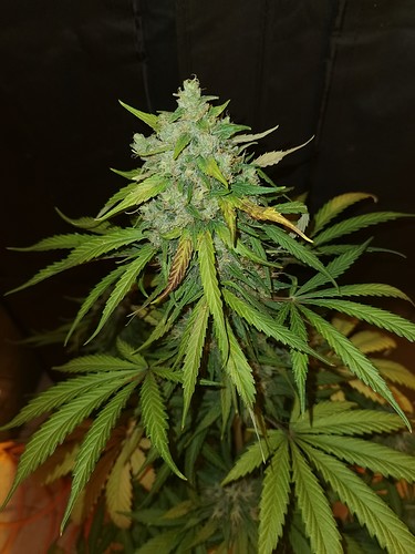 Growreport Bild 2