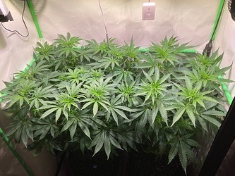Growreport Bild 3